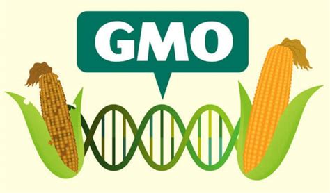 gmo 식품, 그리고 미래 식량 안보의 새로운 가능성